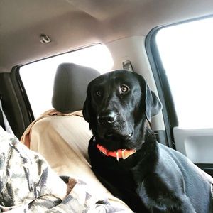 Meet your Posher, Steven